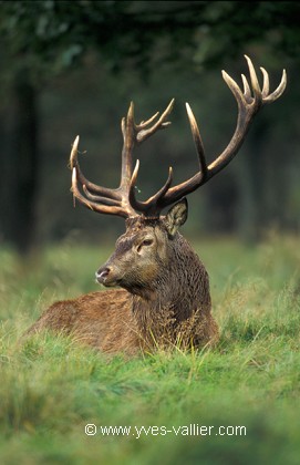 Cerf élaphe/4