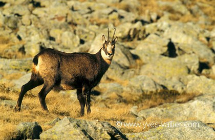 Chamois/4