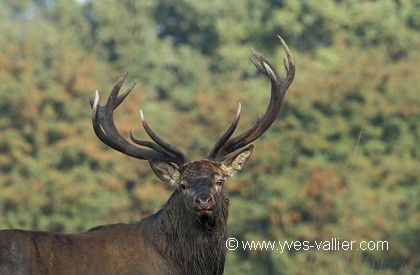 Cerf élaphe/10