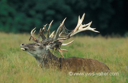 Cerf élaphe/11