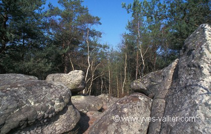 Fontainebleau/1