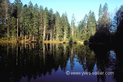 Lac et forêt
