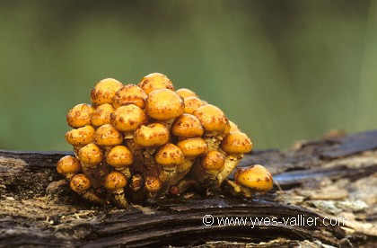 Champignons/1