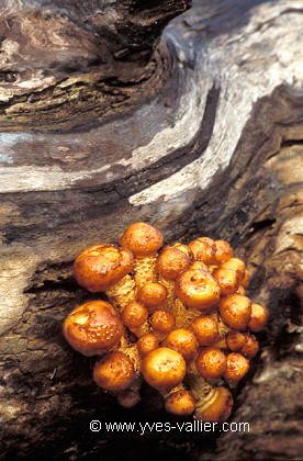 Champignons/2