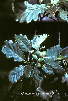 Feuilles de chêne