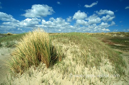Dune