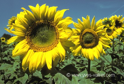 Tournesols