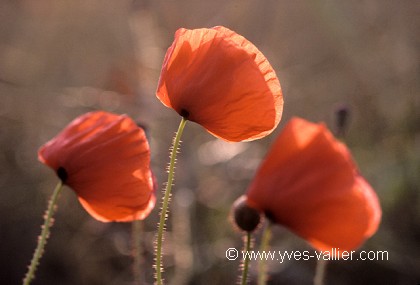 Coquelicots/1