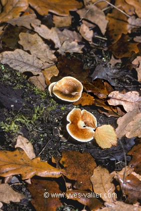 Automne