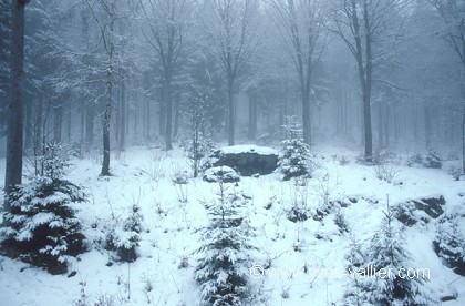Hiver