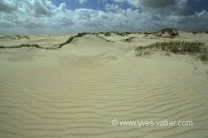 Dune/2