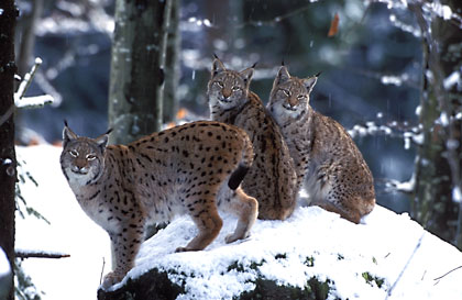 Lynx en hiver.