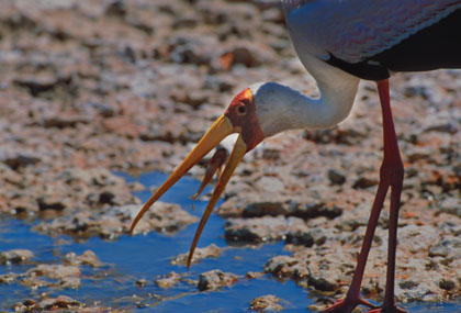 Tantale ibis.