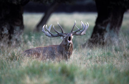 Cerf élaphe brame couché.