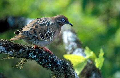 Tourterelle des Galapagos