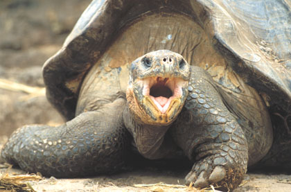 Tortue galapago