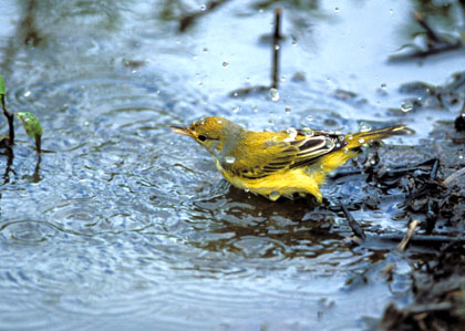 Fauvette jaune/2