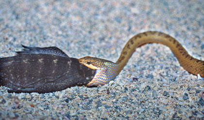 Couleuvre des Galapagos