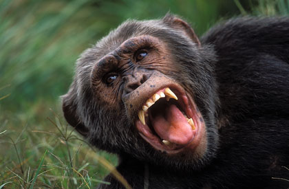 Chimpanzé/2