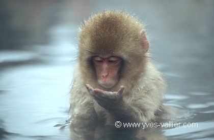 Macaque du Japon.