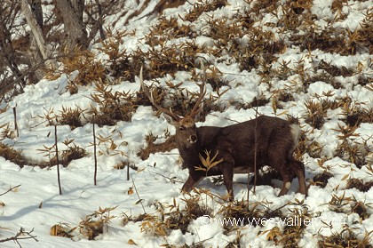Sika du Japon