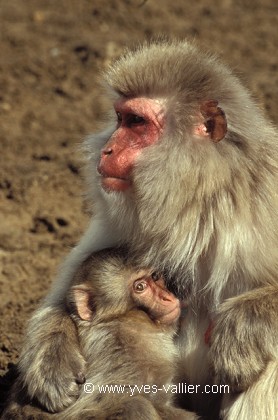 Macaque du Japon.