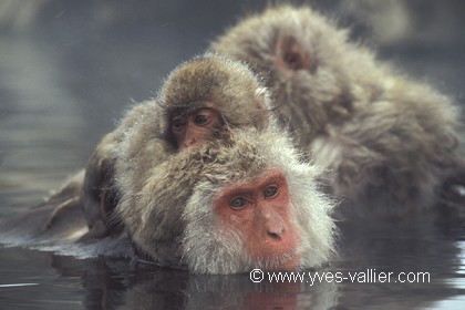 Macaque du Japon.