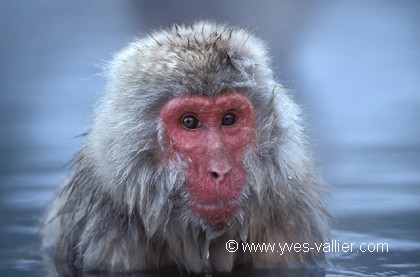 Macaque du Japon
