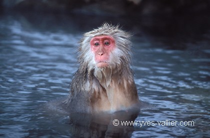 Macaque du Japon.