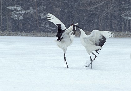 Grue du Japon