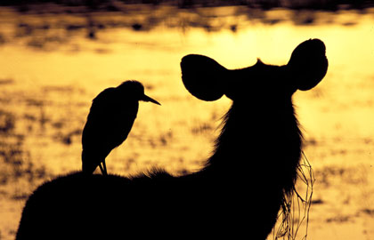 Aigrette et Sambar