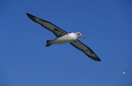 Albatros de Laysan