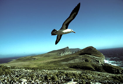 Albatros à sourcils noirs/5