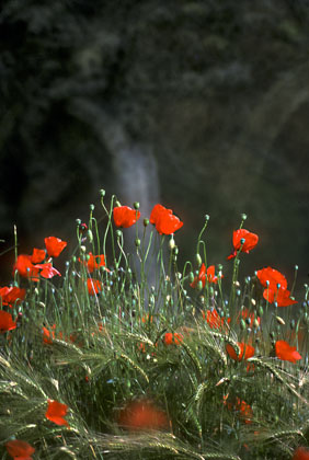 Coquelicots