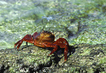 Crabe Zayapa