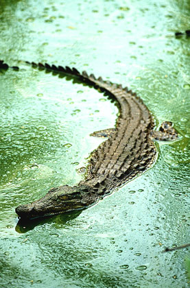 Crocodile du Nil.