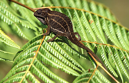 Furcifer campani. Caméléon endémique.