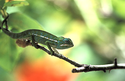 Caméléon tapis