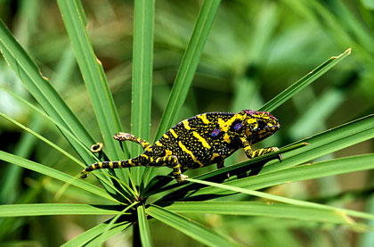 Furcifer minor/1. Caméléon femelle.