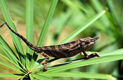 Furcifer minor/2. Caméléon mâle.