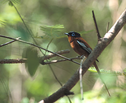 Gobe-mouche de paradis de Madagascar