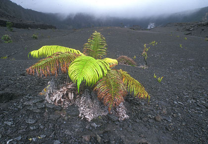 Hawaii fougère