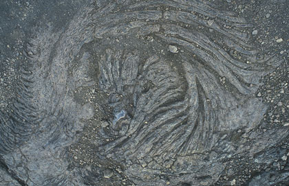 Hawaii lave torsadée