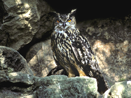 Hibou Grand duc adulte.