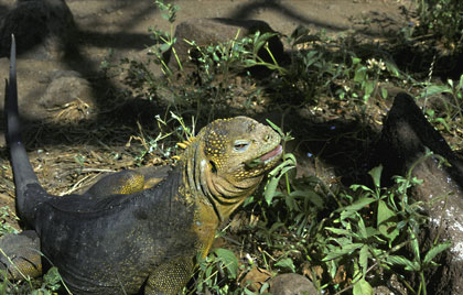 Iguane terrestre