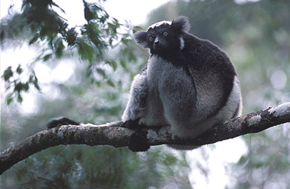 Indri/2