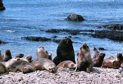 Lions de mer/2
