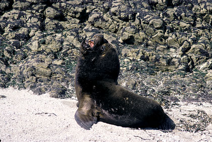 Lion de mer/1 mâle.