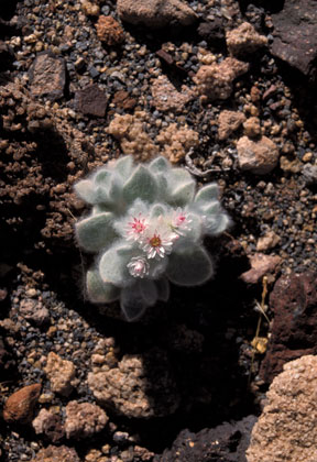 Helichrysum roseo niveum - Damaraland/27