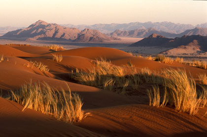 Désert du Namib/53